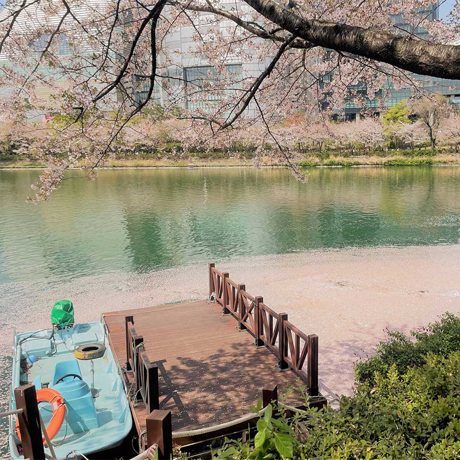 벚꽃과 호수